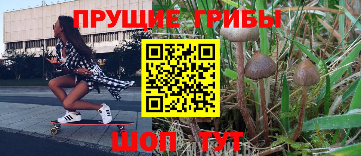 Псилоцибиновые грибы Psilocybe Кингисепп